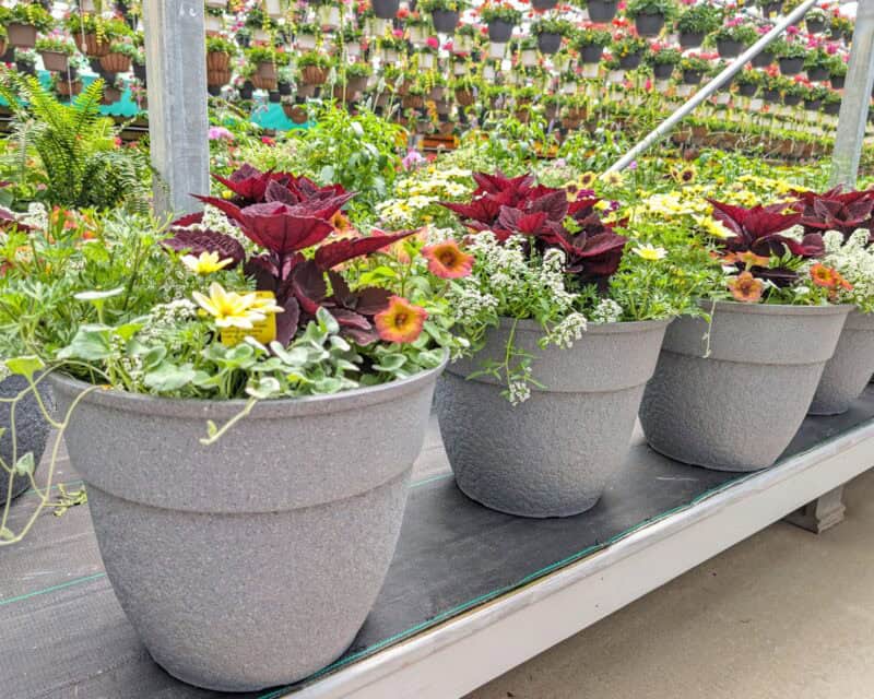Patio Planters at Countryside Greenhouse