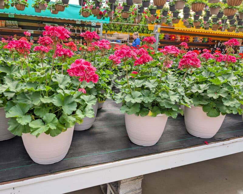 Patio Planters at Countryside Greenhouse