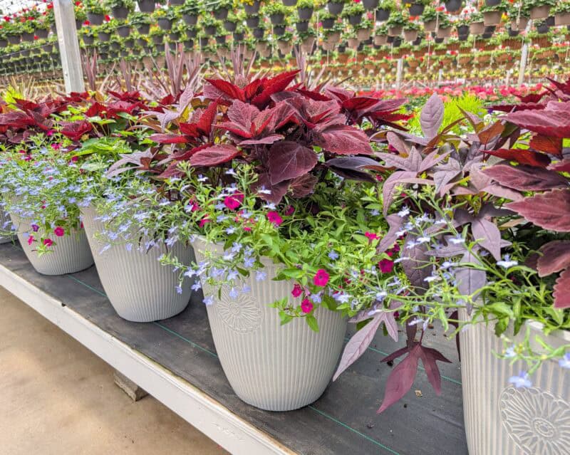Patio Planters at Countryside Greenhouse