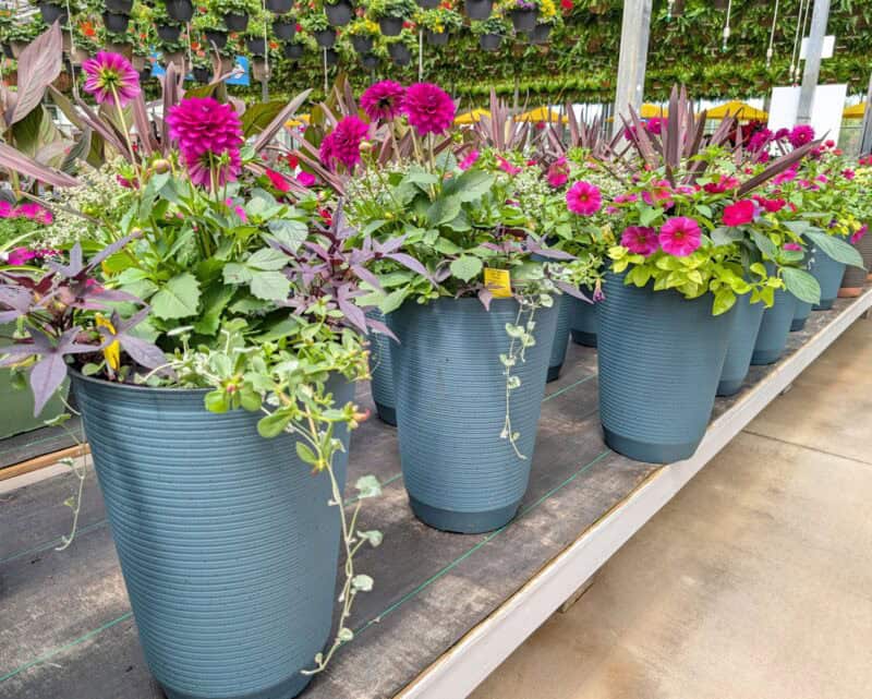 Patio Planters at Countryside Greenhouse