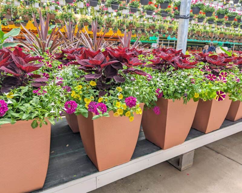 Patio Planters at Countryside Greenhouse