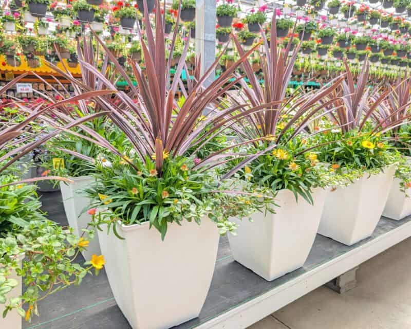 Patio Planters at Countryside Greenhouse