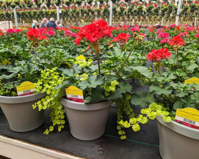 Patio Planters at Countryside Greenhouse