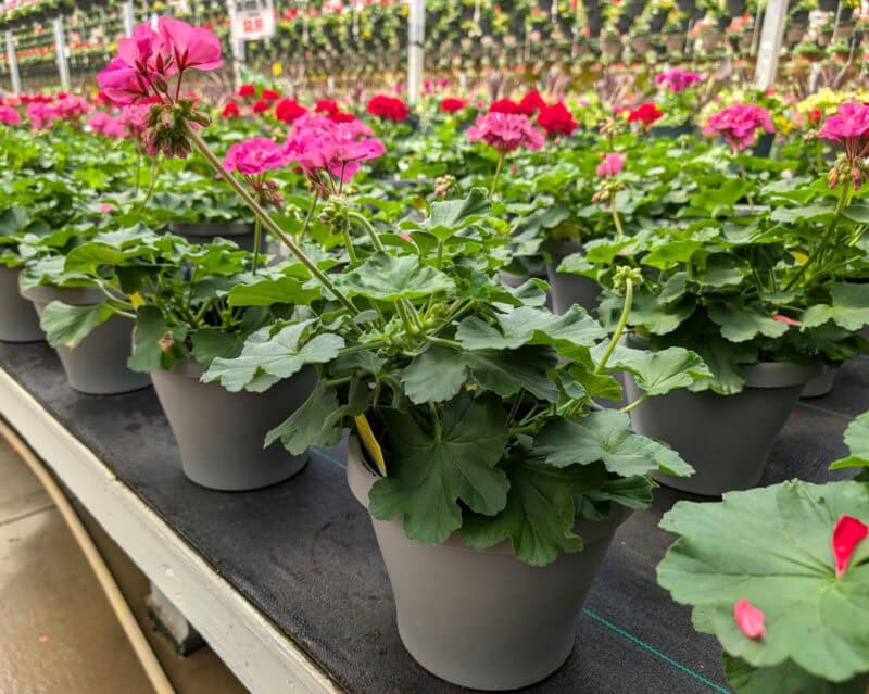 Patio Planters at Countryside Greenhouse