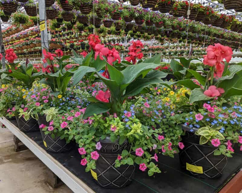 Patio planters at Countryside Greenhouse