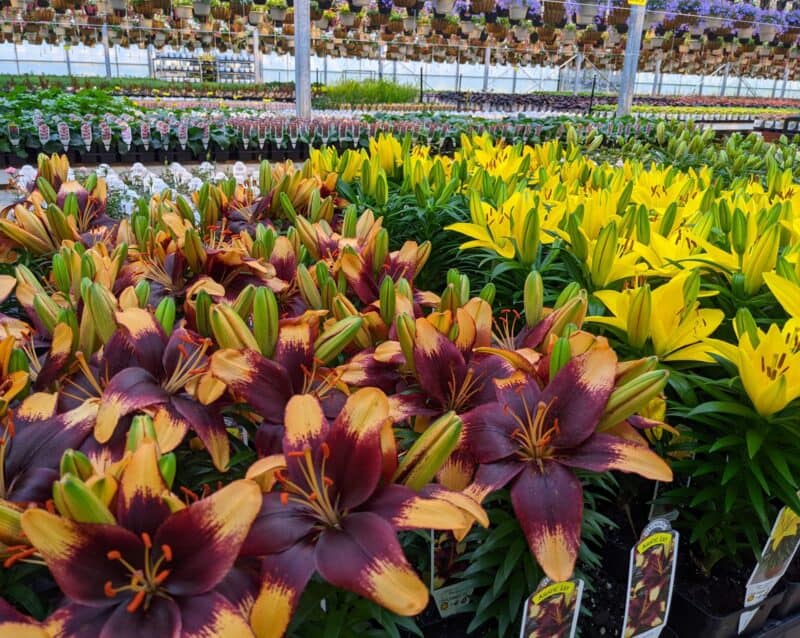 Perennial Asiatic Lily at Countryside Greenhouse