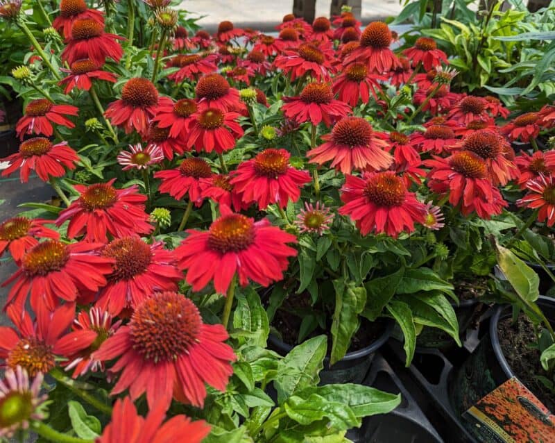 Perennial Red Coneflower at Countryside Greenhouse