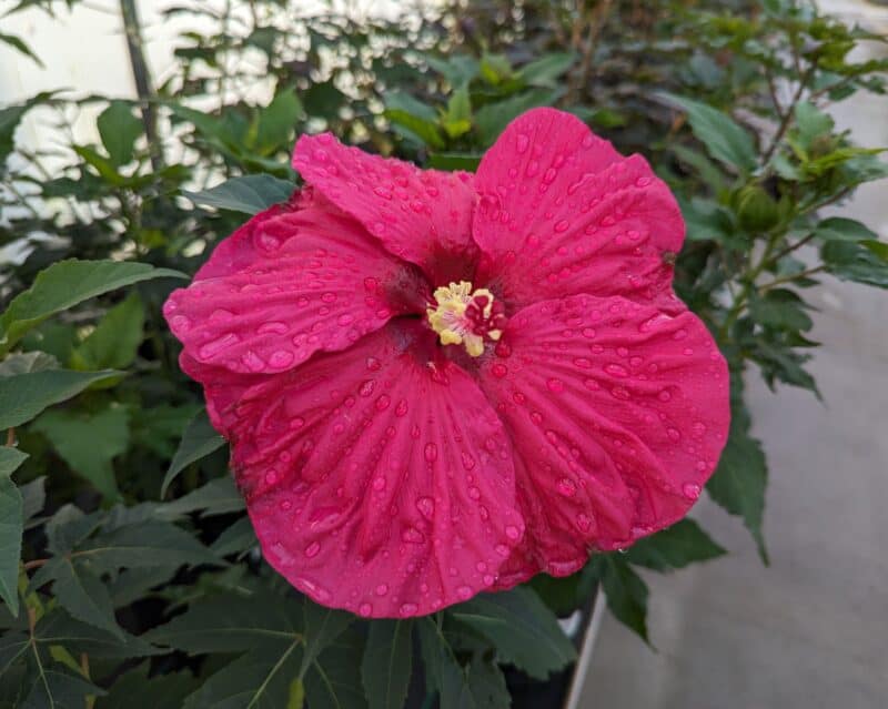 Perennial Hibiscus at Countryside Greenhouse