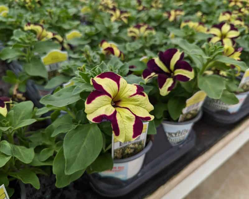 Small Potted Petunia at Countryside Greenhouse