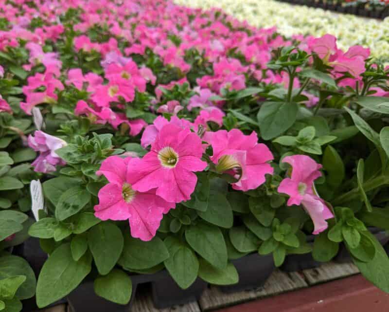 Petunia Six Pack at Countryside Greenhouse