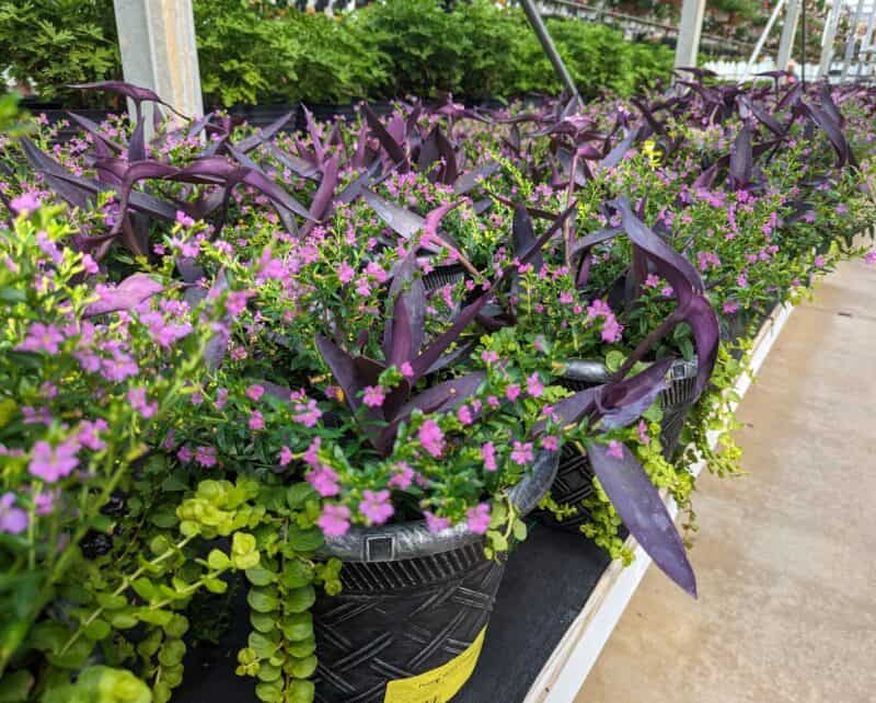 Purple Heart Combo at Countryside Greenhouse