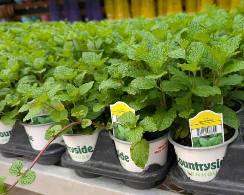 Spearmint at Countryside Greenhouse
