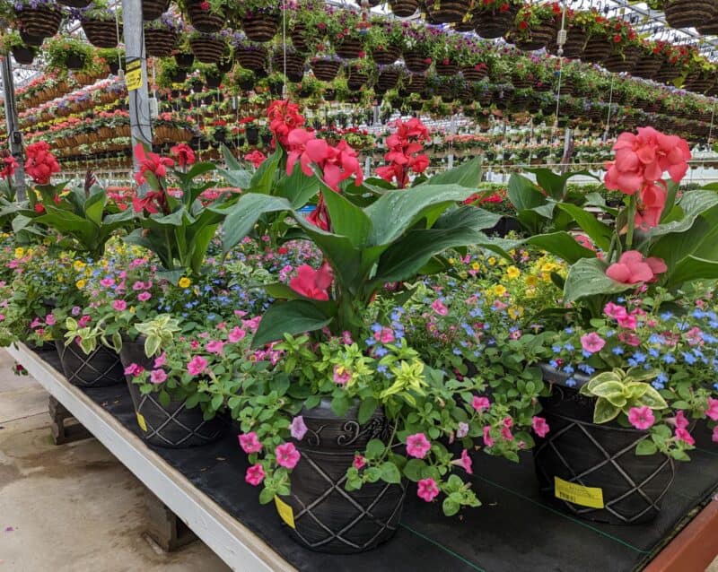 Special Combo at Countryside Greenhouse