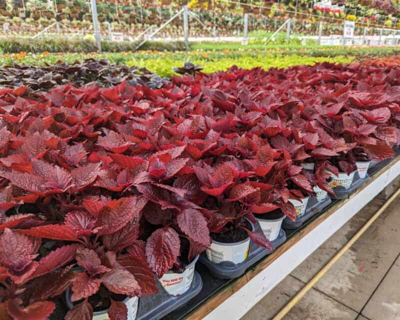 Small Potted Sun Coleus at Countryside Greenhouse