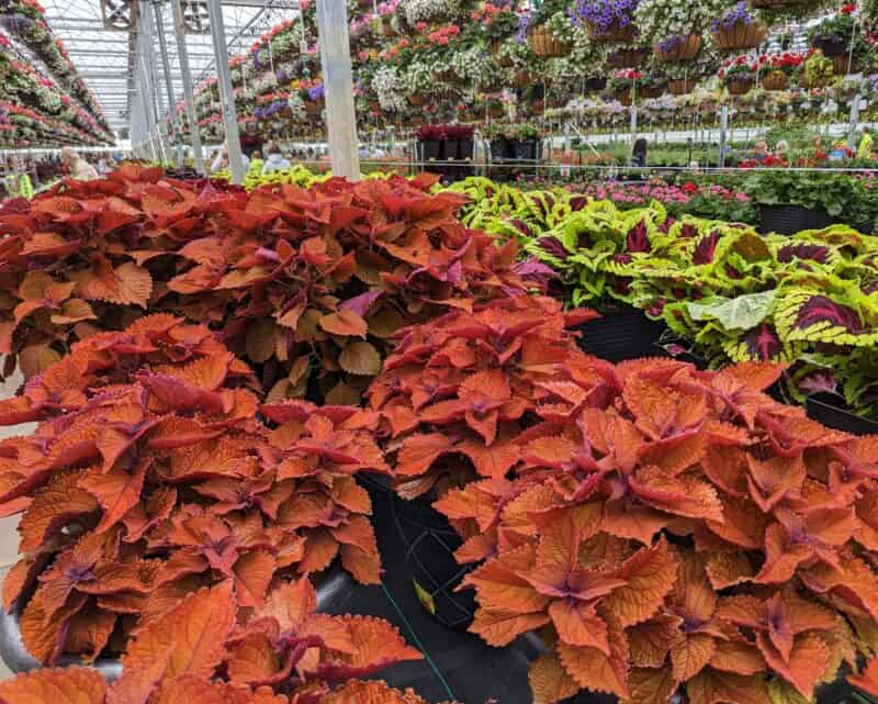 Sun Coleus at Countryside Greenhouse