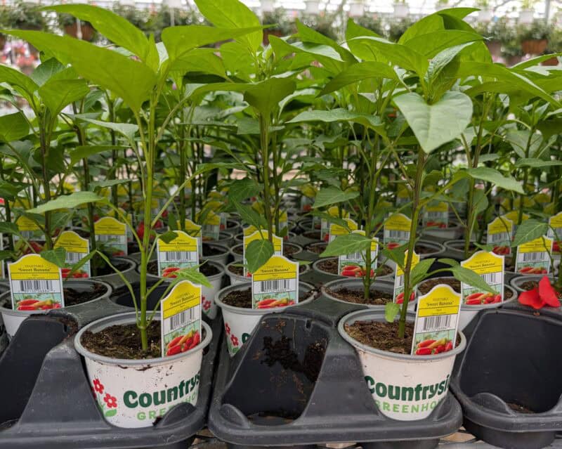 Sweet Banana Plant at Countryside Greenhouse