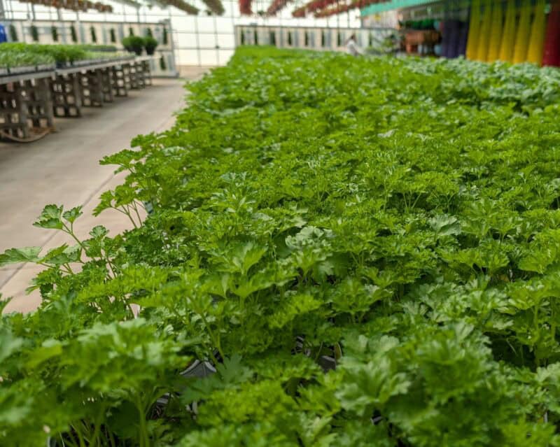 Triple Curled Parsley at Countryside Greenhouse