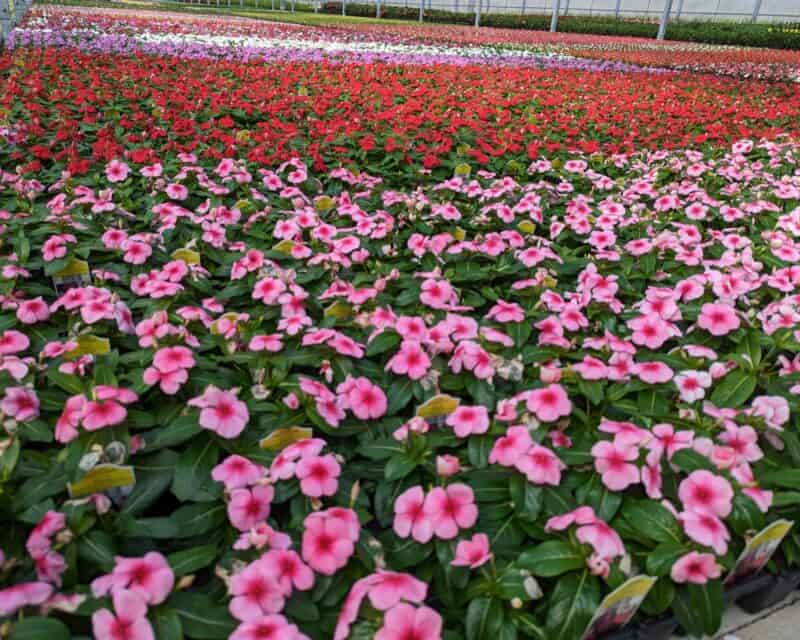 Vinca Six Pack at Countryside Greenhouse