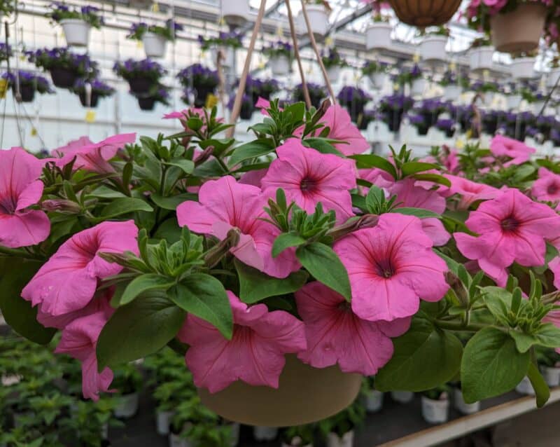 Wave Petunia at Countryside Greenhouse