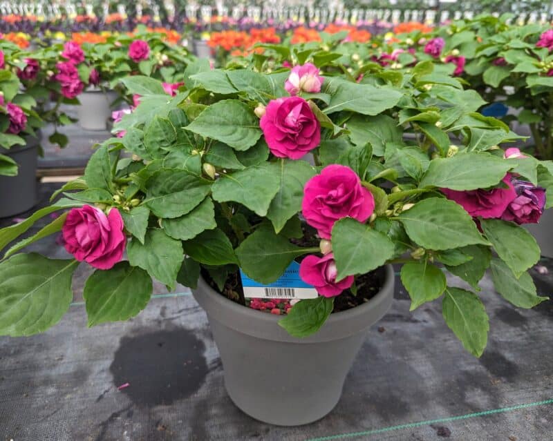 8" Double Impatiens Pots at Countryside Greenhouse