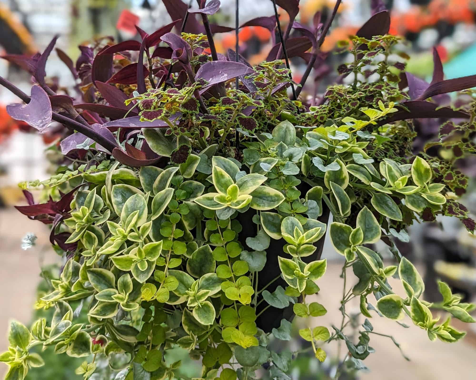 10" Foliage Combo Basket Countryside Greenhouse