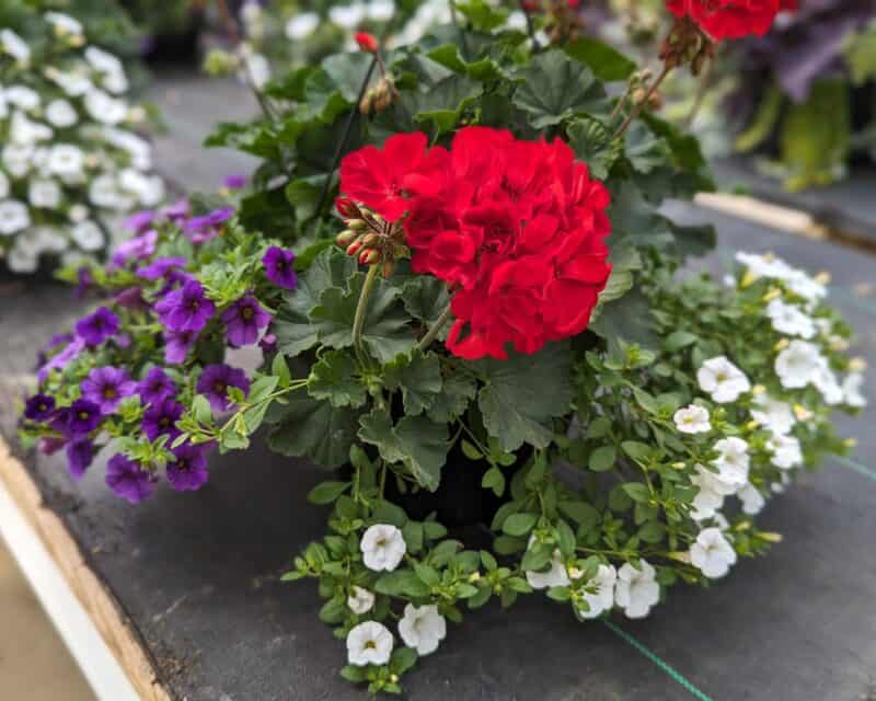 10" Geranium Combination Baskets at Countryside Greenhouse
