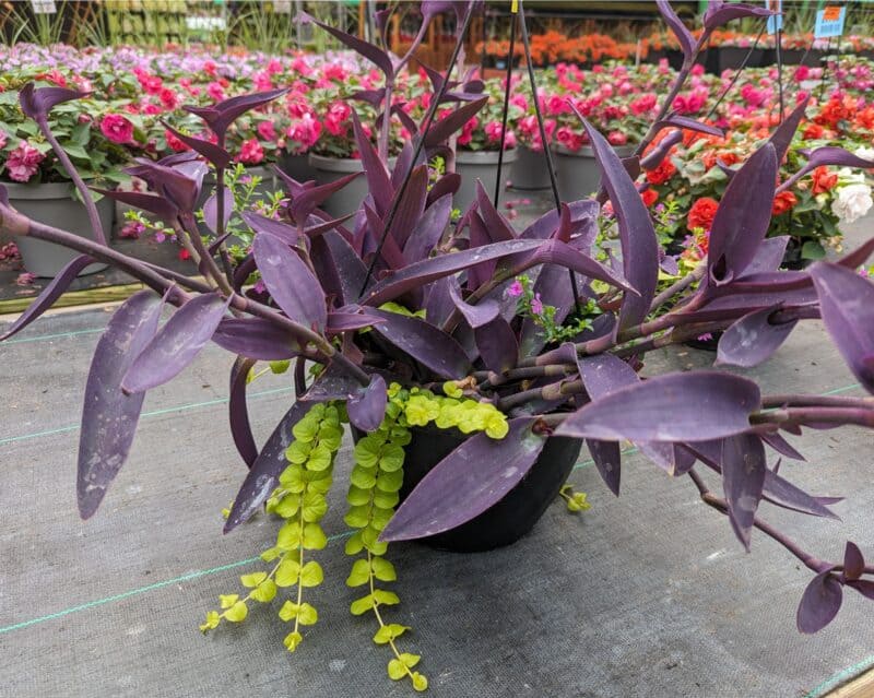 10" Purple Heart Combo Baskets at Countryside Greenhouse