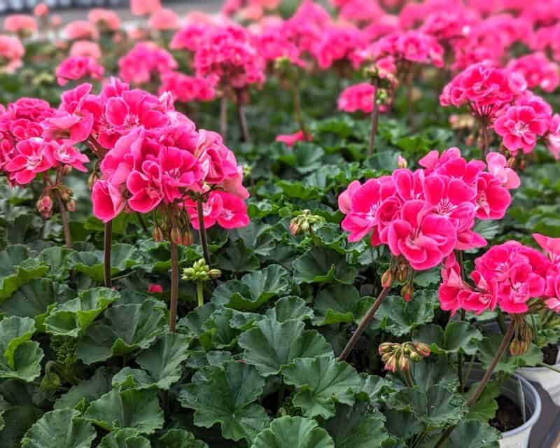 5" Zonal Geraniums at Countryside Greenhouse