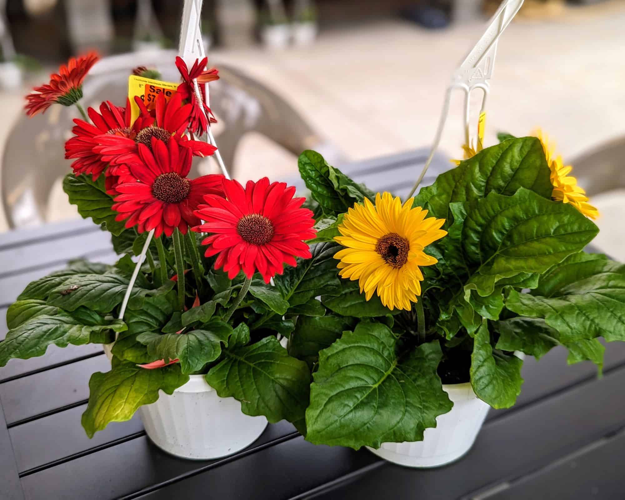 8" Gerbera Daisy Hanging Baskets Countryside Greenhouse