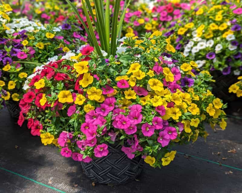 10 inch Calibrachoa Planters at Countryside Greenhouse