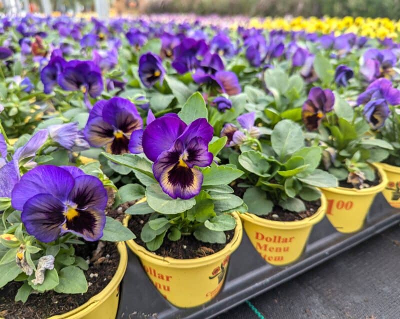 8" Pansies at Countryside Greenhouse