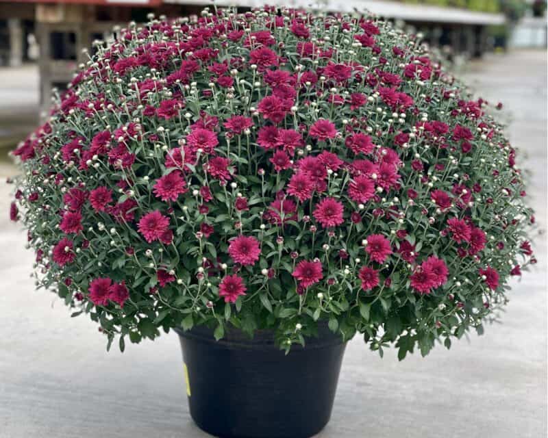 12" Patio Mums at Countryside Greenhouse