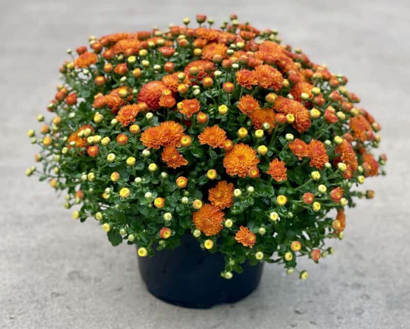 8" Mums at Countryside Greenhouse