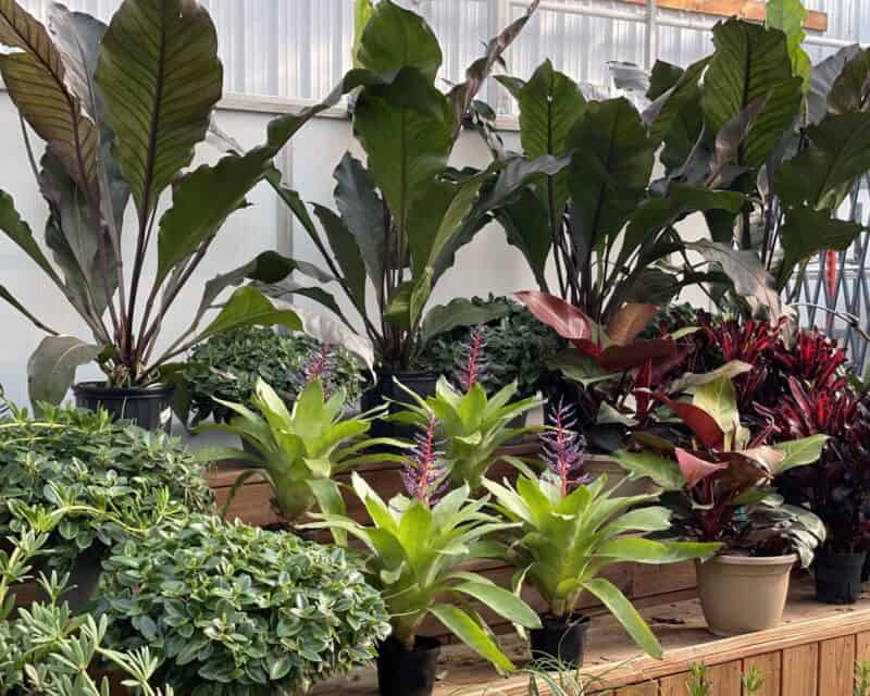 Houseplants at Countryside Greenhouse