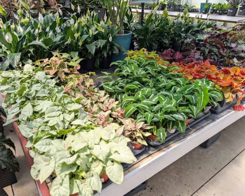 Houseplants at Countryside Greenhouse