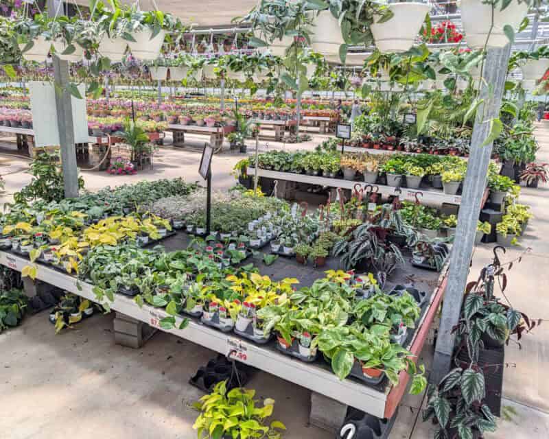 Houseplants at Countryside Greenhouse