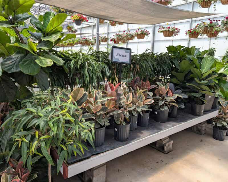 Houseplants at Countryside Greenhouse