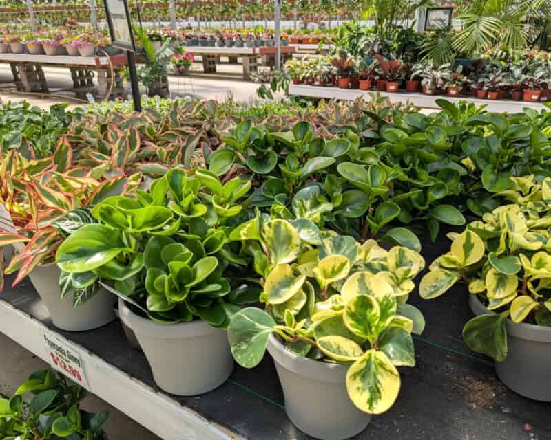 Houseplants at Countryside Greenhouse