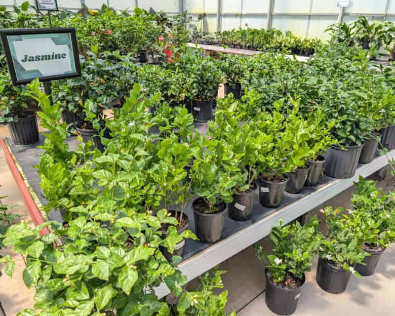 Houseplants at Countryside Greenhouse