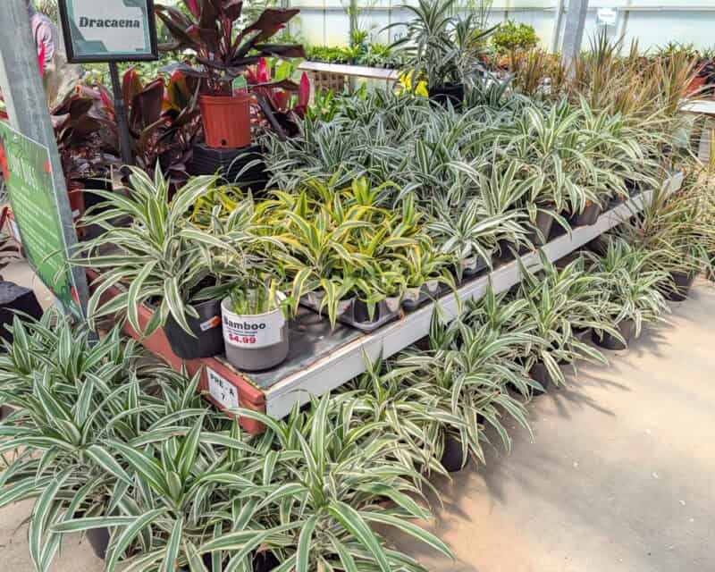 Houseplants at Countryside Greenhouse