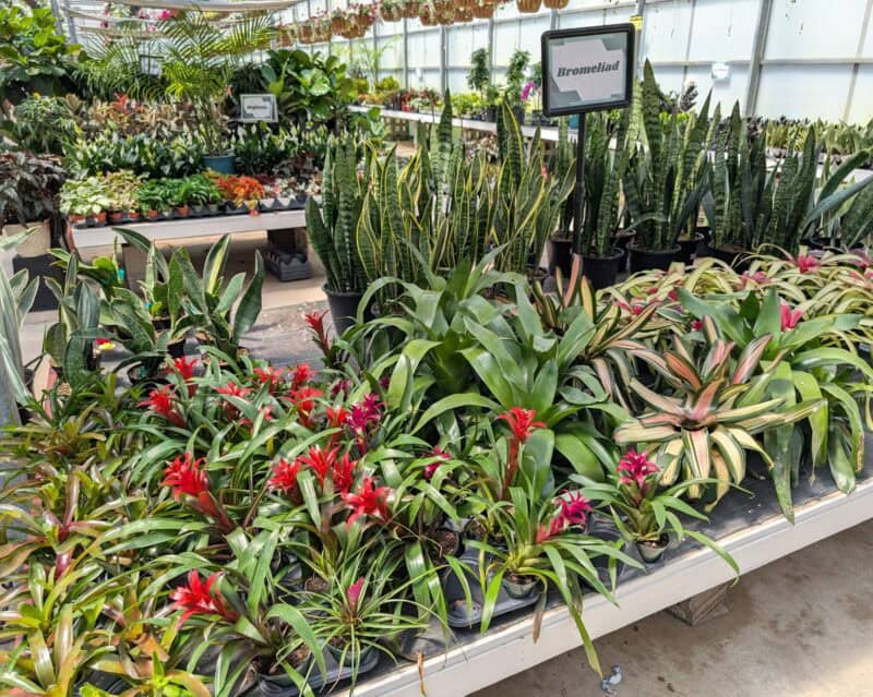 Houseplants at Countryside Greenhouse