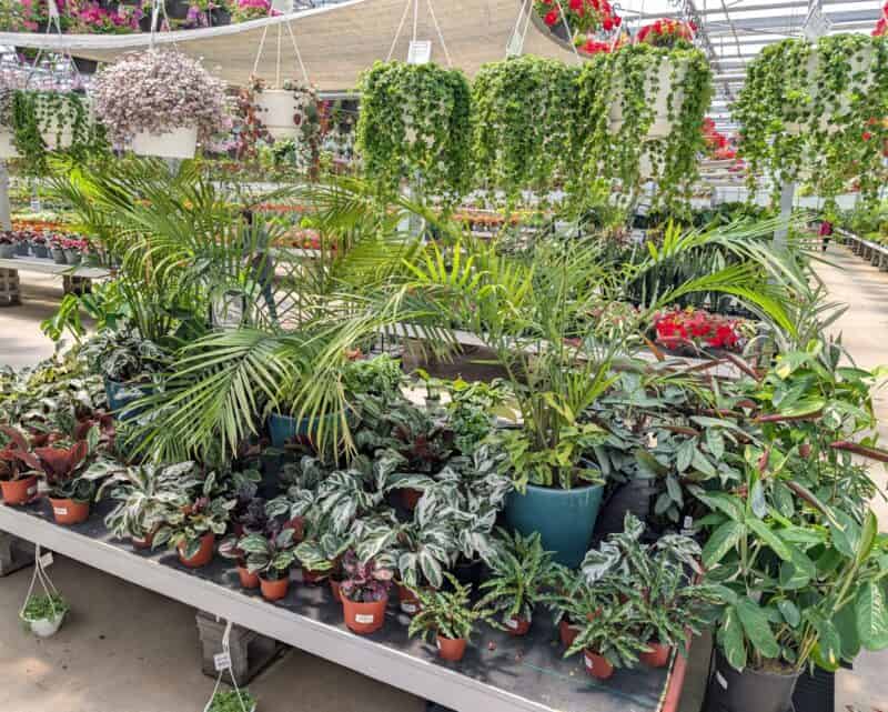 Houseplants at Countryside Greenhouse