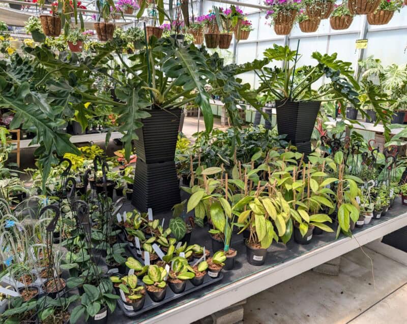 Houseplants at Countryside Greenhouse