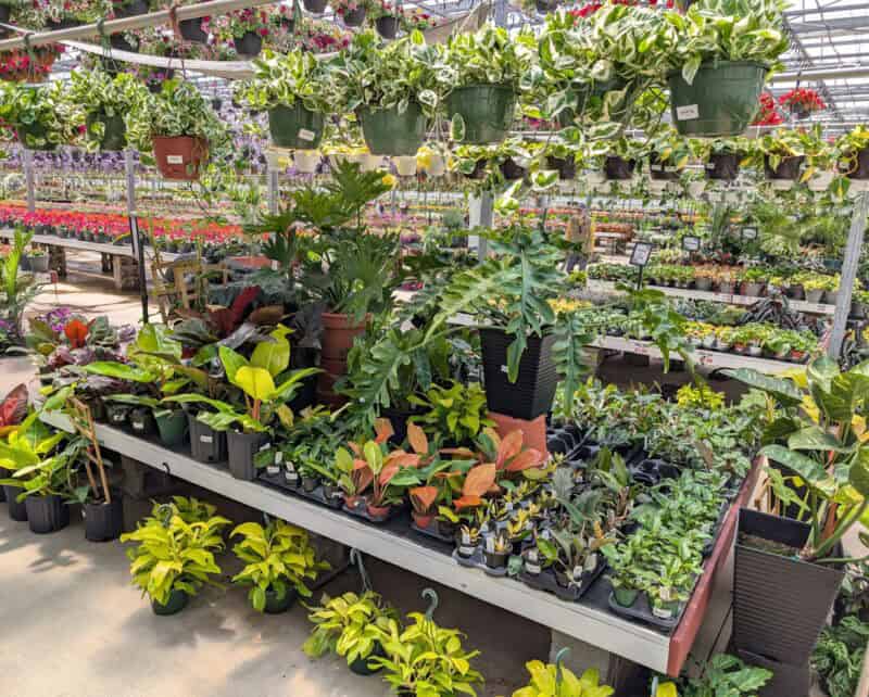 Houseplants at Countryside Greenhouse