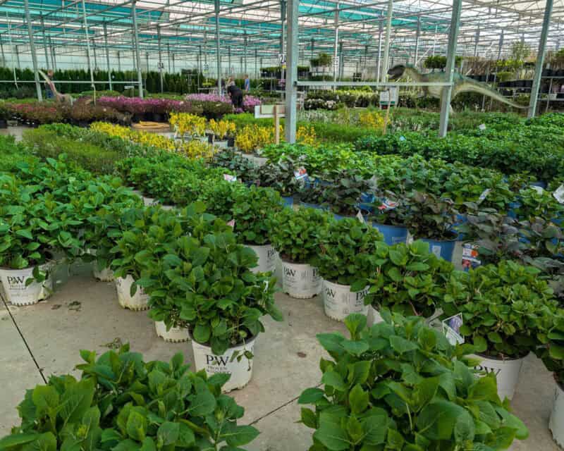 Nursery items at Countryside Greenhouse