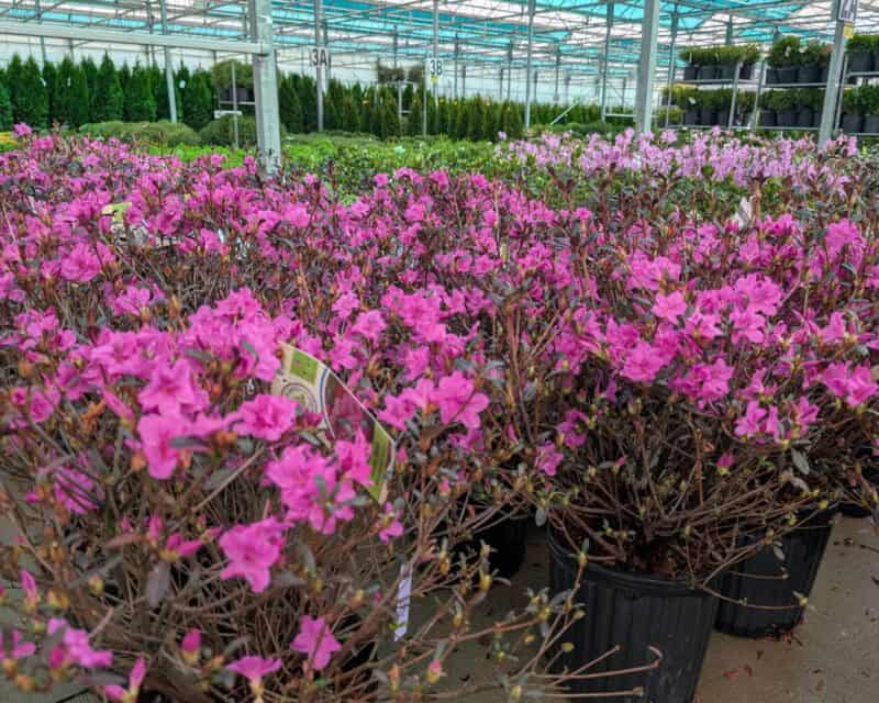 Beautiful nursery at Countryside Greenhouse