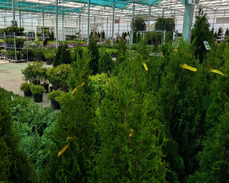 Trees and shrubs at Countryside Greenhouse