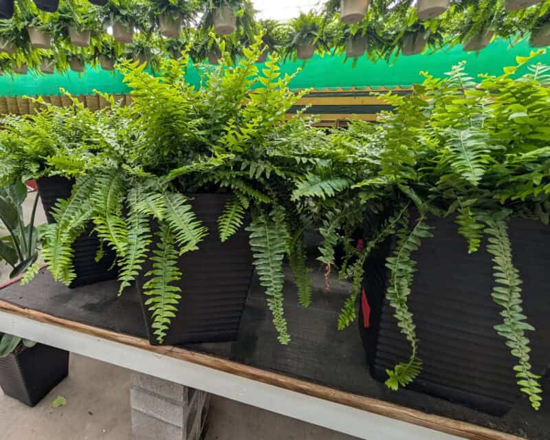 12" Sloan Boston Ferns at Countryside Greenhouse