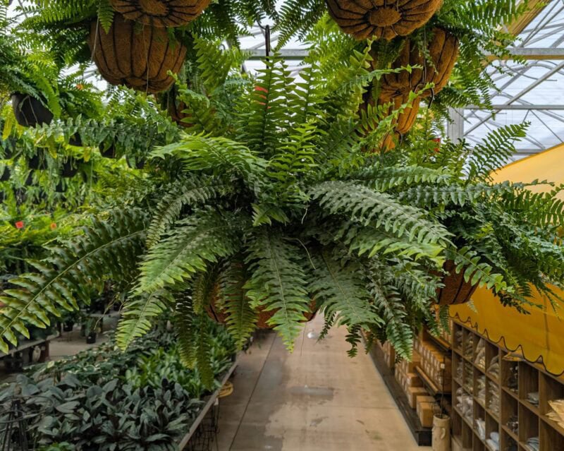 14" Coco Moss Boston Fern Baskets at Countryside Greenhouse