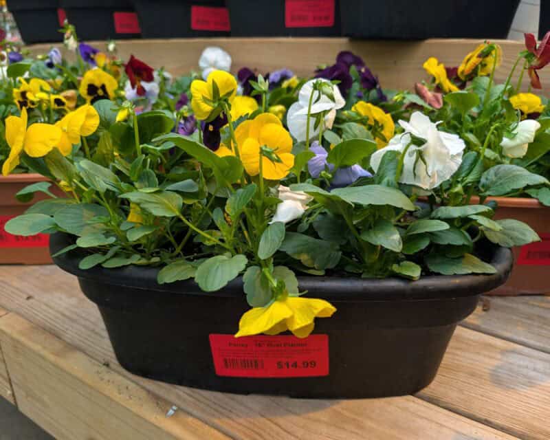 16" Oval Pansy Planters at Countryside Greenhouse